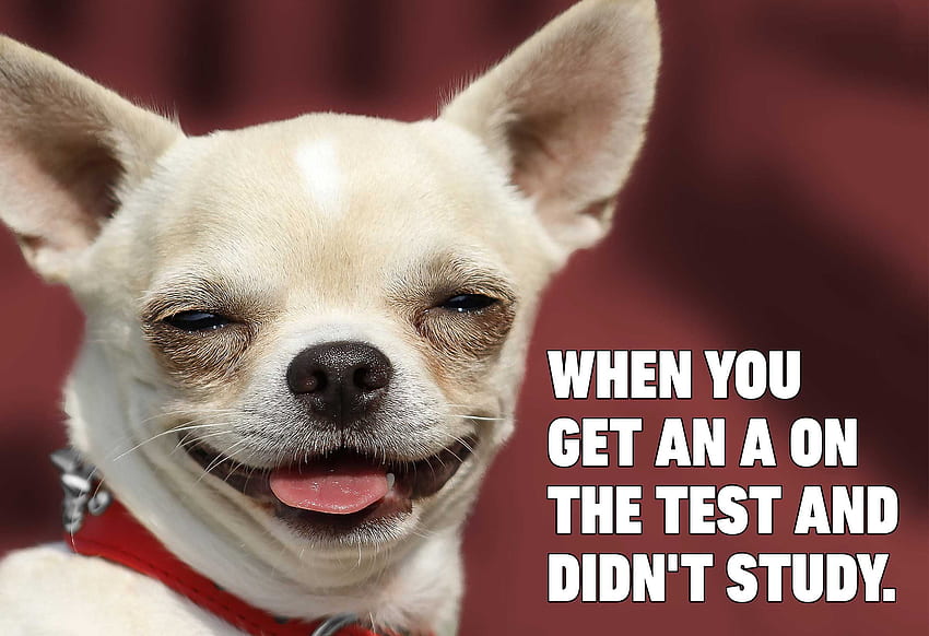 Here are all the funniest dog memes for your quarantine – Film Daily ...