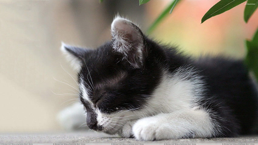 Black N White Cat Sleeping Closeup HD wallpaper