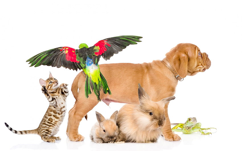 hewan peliharaan, anjing Bordeaux, anak anjing coklat kecil, dokter hewan Wallpaper HD