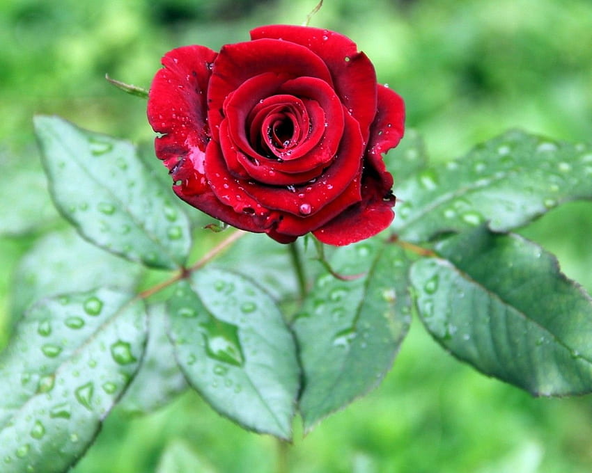 Роза с водни капки Група 1920×1080 Роза с водни капки (39). Очарователна Уол. Червена роза, роза, цветя HD тапет