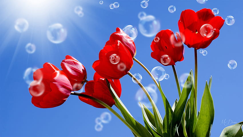 Tulipanes y burbujas, cielo azul, floral, flores, tulipanes, primavera, burbujas, tema Firefox Persona fondo de pantalla