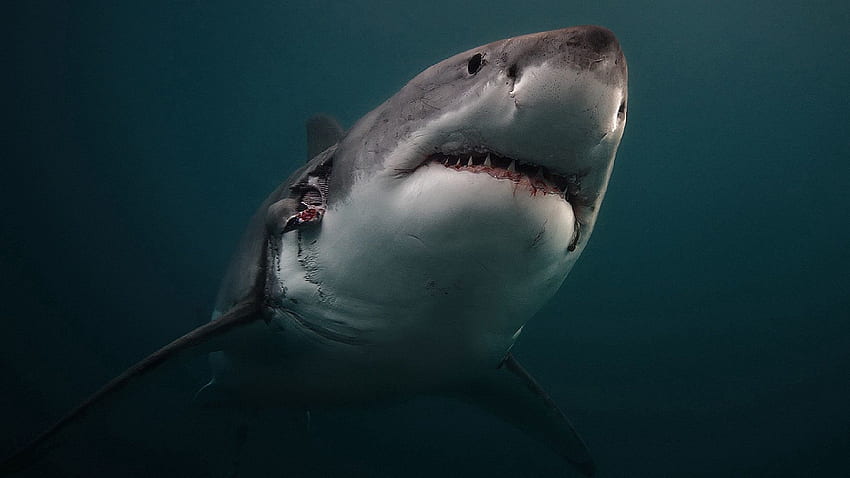 Animais, Predador, Mundo Subaquático, Tubarão papel de parede HD