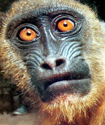 Funny monkey face HD wallpapers | Pxfuel