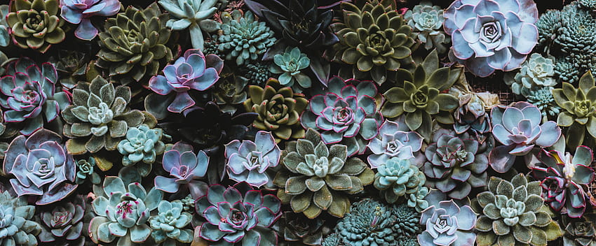 Nature, Plant, Succulents, Homemade Plant, Home Plant HD wallpaper