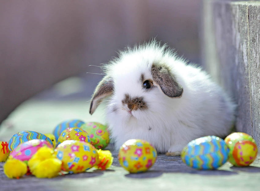 Adorable easter, bunny, cute, rodfent, easter HD wallpaper