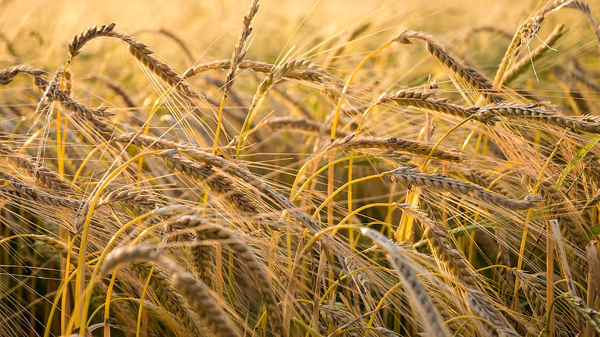 Closeup View Of Wheat Ear Field Blur Background graphy HD wallpaper