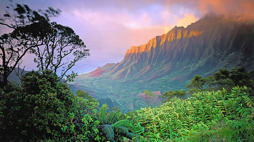 Фон на джунглата. Ваканционни пътувания, Ваканция на Хавай, Най-красивите места, Кауай HD тапет