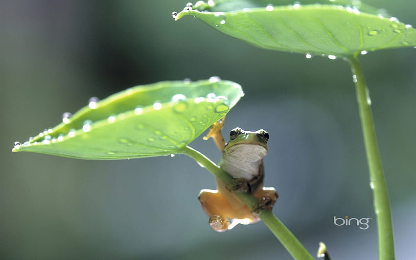 Rain Frog Windows 7 Bing 1742 [] for your , Mobile & Tablet. Explore Bing  as Background. Bing Daily and HD wallpaper | Pxfuel