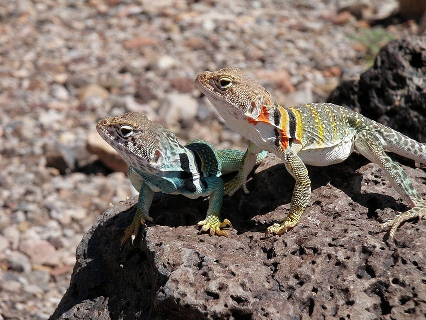 Collared Lizards, Reptil, Collared, Arizona, Lizard HD wallpaper