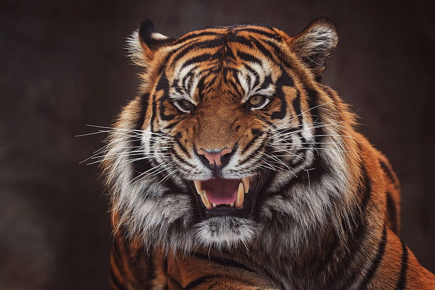 тигър Кучешки зъби зъби ядосан Муцуна Поглед Животни, Рев на тигър HD тапет