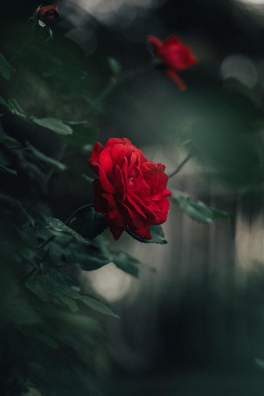 Blumen, Rosenblüte, Rose, Blütenblätter, Knospe, Unschärfe, glatt HD-Handy-Hintergrundbild