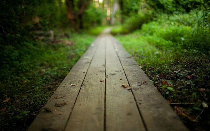 Wooden Path Forest Green Focus - ZoomWalls. iPad air , Wooden path, Wood, Woods Laptop HD wallpaper