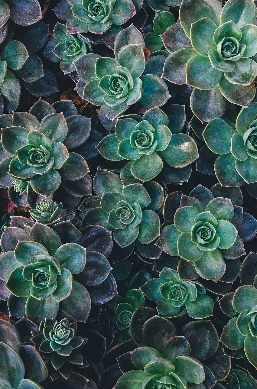 Succulent, Cute Succulent HD phone wallpaper