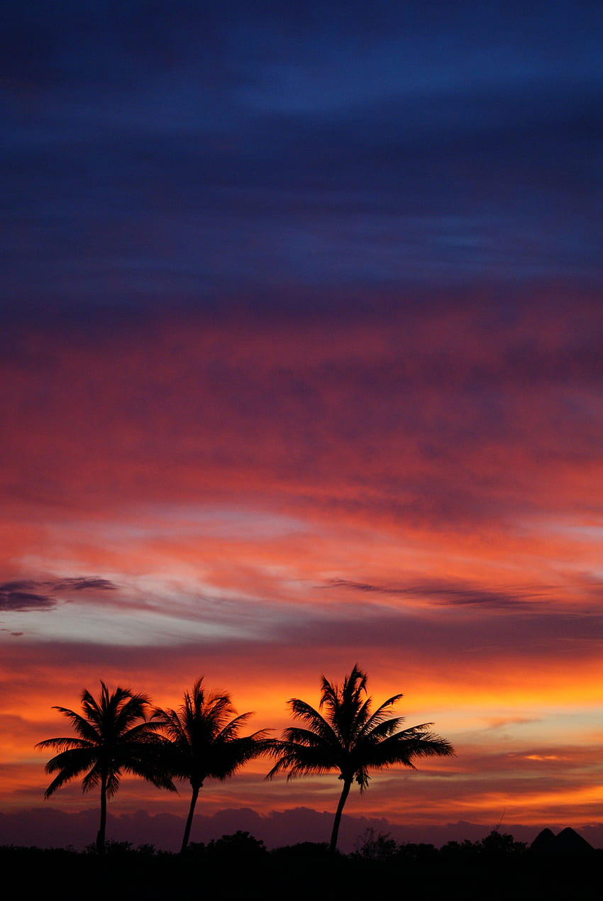 Natura, zachód słońca, niebo, chmury, palmy, sylwetki, tropiki Tapeta na telefon HD
