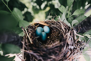 24,263 Nest Wallpaper Images, Stock Photos & Vectors | Shutterstock