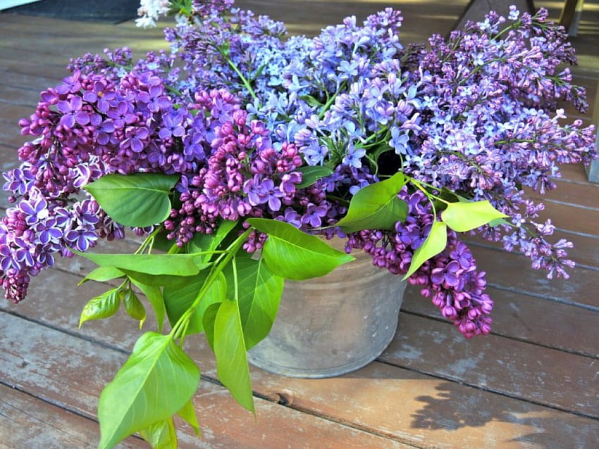 Trio of fragrance, blue, purple, lilacs, flowers, mauve HD wallpaper