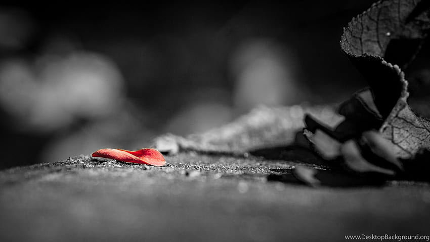 High Resolution , Red Petal On Black Road, Incredible. Background, Ultra High Resolution Dark HD wallpaper