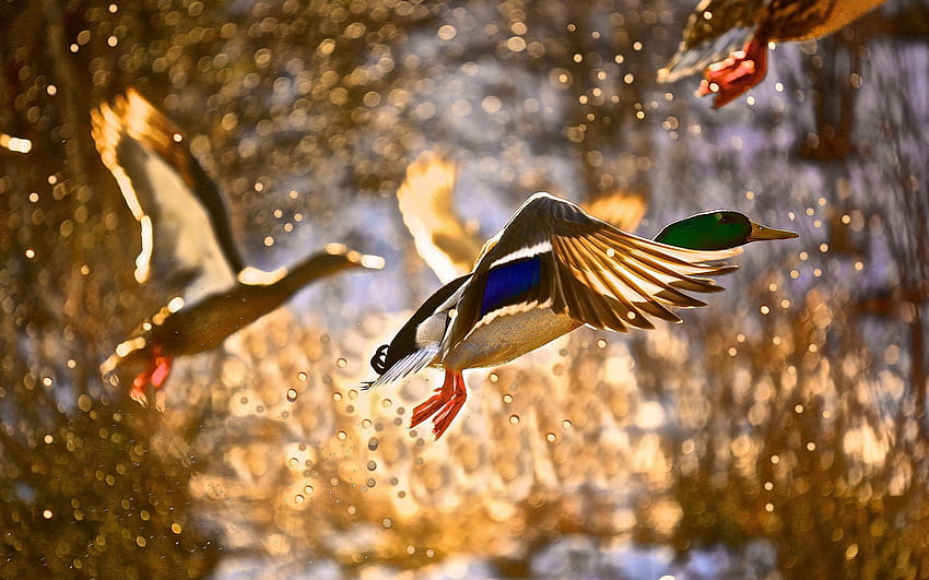Ducks Flying, Autumn Birds HD wallpaper
