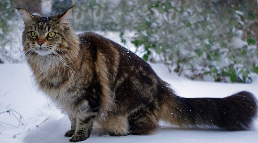 추운 날, 겨울, 고양이, 자연, 눈 HD 월페이퍼