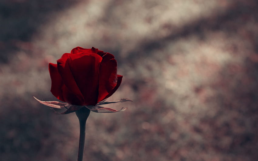 Kwiaty, Kwiat Róży, Róża, Pączek, Łodyga Tapeta HD