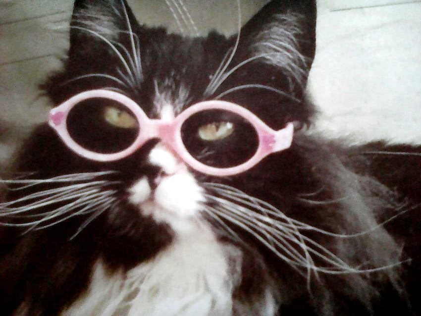 Truffles , cat with glasses, interest, cats, cute, glasses, lovely HD wallpaper