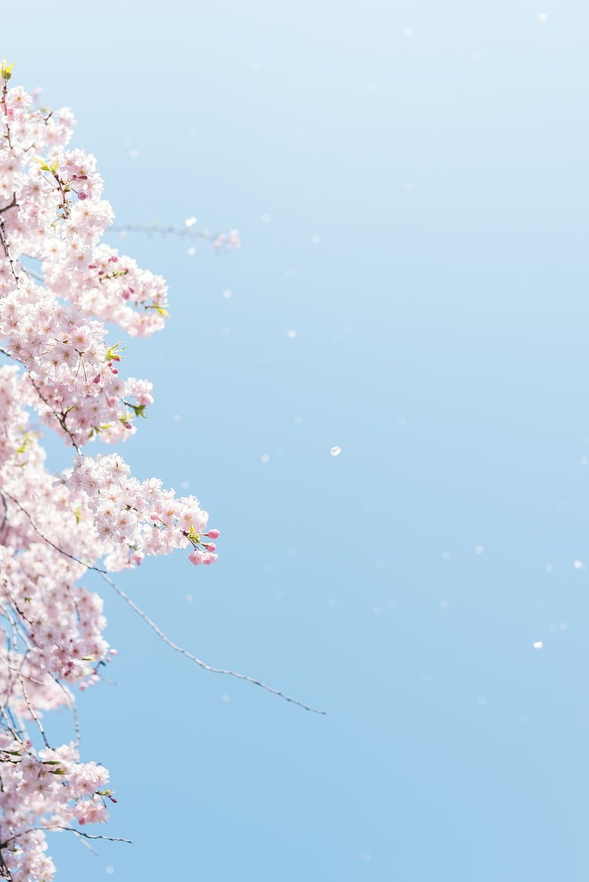 white cherry blossom under blue sky during daytime iPhone X Wallpapers Free  Download