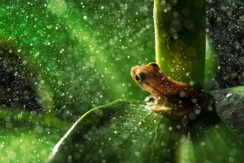 bokeh, animals, frog, leaves, macro, rain, water drops, plants HD wallpaper