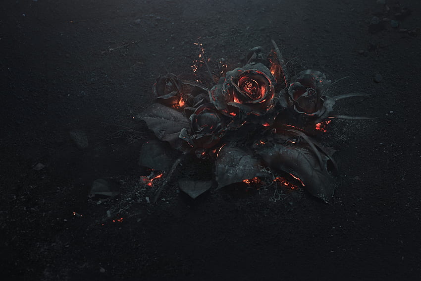 black rose illustration HD wallpaper