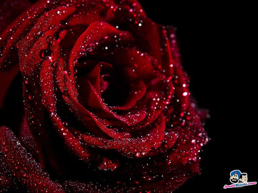 Best Dark Red Rose - & Background, Dark Red Flower HD wallpaper