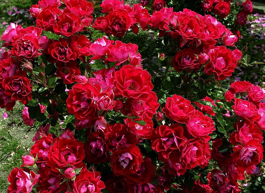 Fiori, rose, cespuglio, giardino, magnificamente, è bello Sfondo HD
