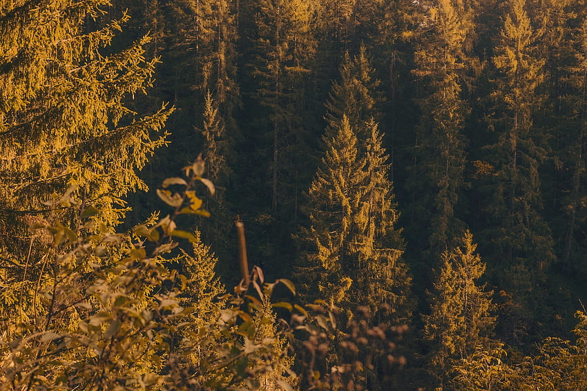 Alam, Pohon, Pinus, Konifer, Hutan Wallpaper HD