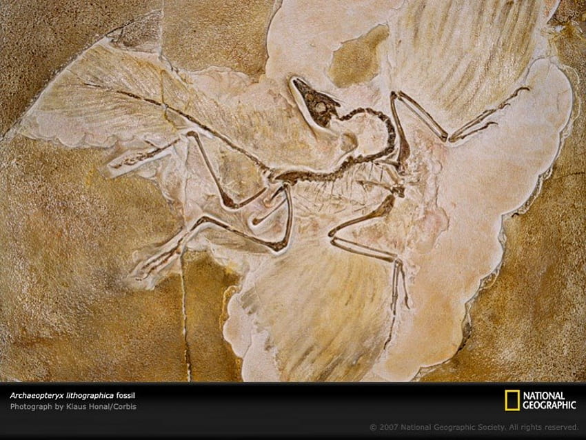 archaeopteryx lithographica, tier, großartig, genial, grafik, , dinosaurier, nett, tiere, archaeopteryx, fossil, national geographic, jura, dinosaurier, andere, prähistorisch, vorgeschichte, cool, paläontologie, reptilien HD-Hintergrundbild