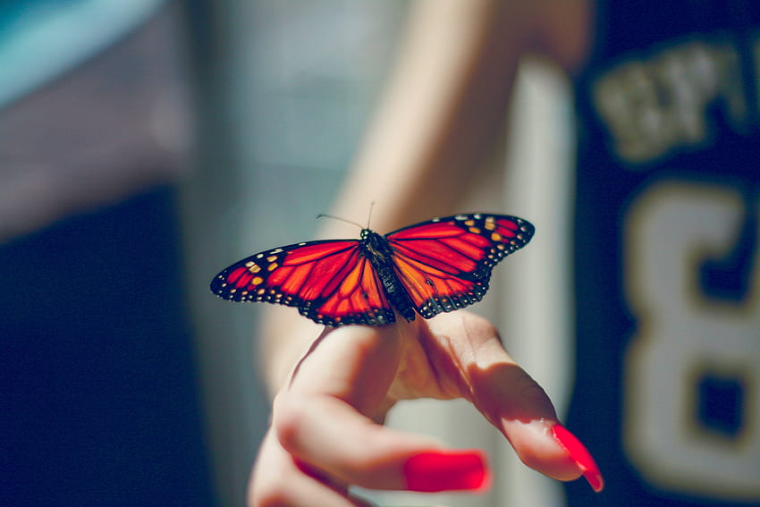 Животни, ръка, насекомо, пеперуда HD тапет