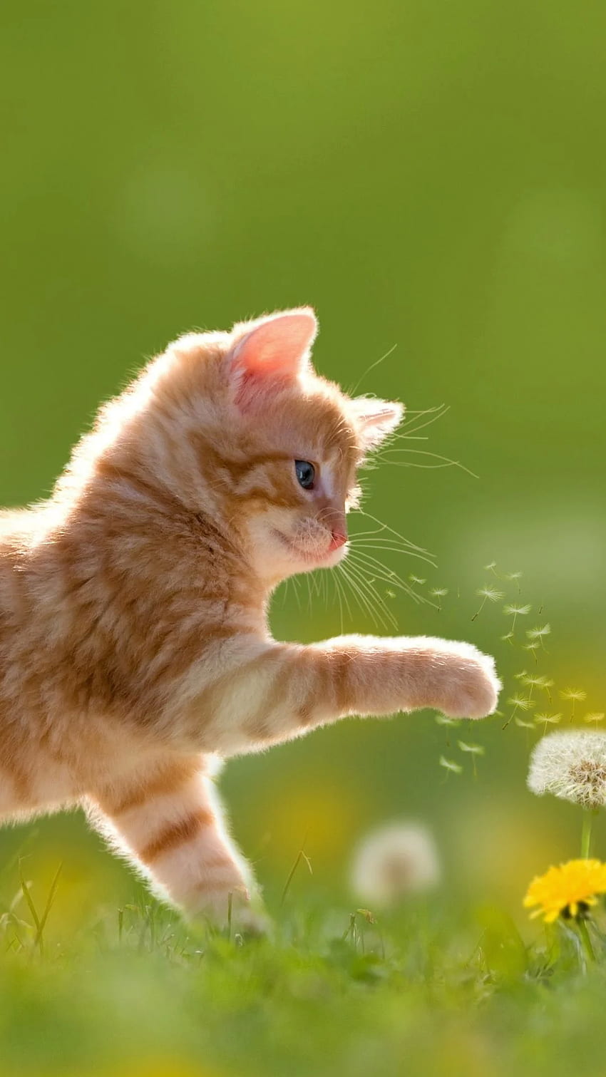 Animal / Cat Mobile - Cute Kitten And Flower - - HD phone wallpaper