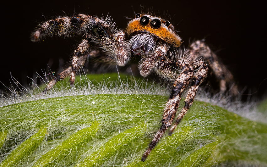 Jumping Spider, animal, spider, insect, jumping HD wallpaper