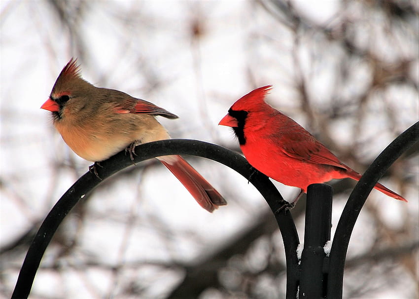 Male and Female Northern Cardinal . Background, Red Cardinal HD wallpaper
