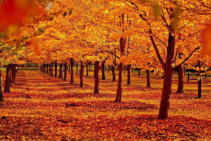AUTUMN FOREST, season, trees, autumn, alley, nature, forest HD wallpaper