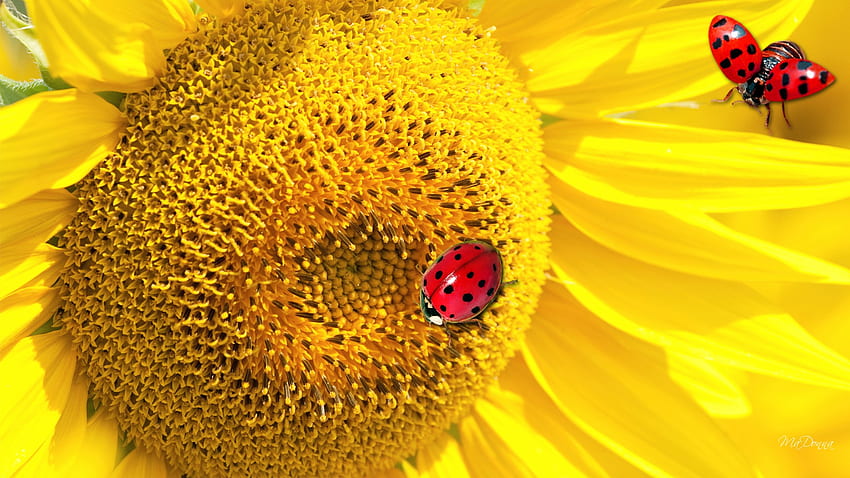 Ladybugs Sunflower, lady bug, ladybugs, firefox persona, yellow, flower, fall, autumn, sunflower HD wallpaper