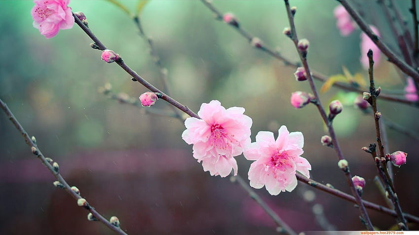 For > Cherry Blossom Cover . Cherry blossom flowers, Cherry blossom , Cherry flower, Dark Cherry Blossom HD wallpaper