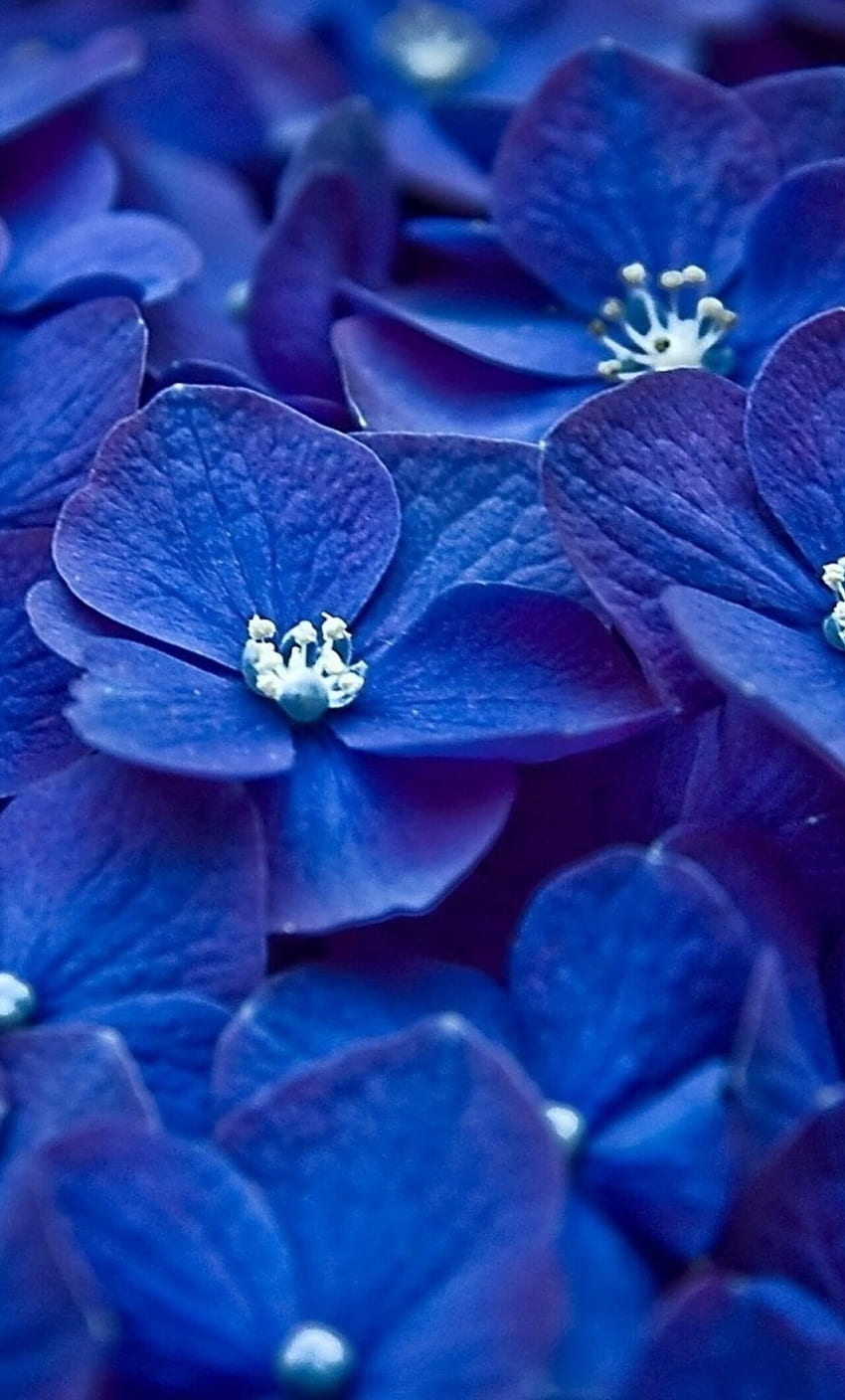 Flor azul da hortênsia iPhone , , Plano de fundo e Papel de parede de celular HD
