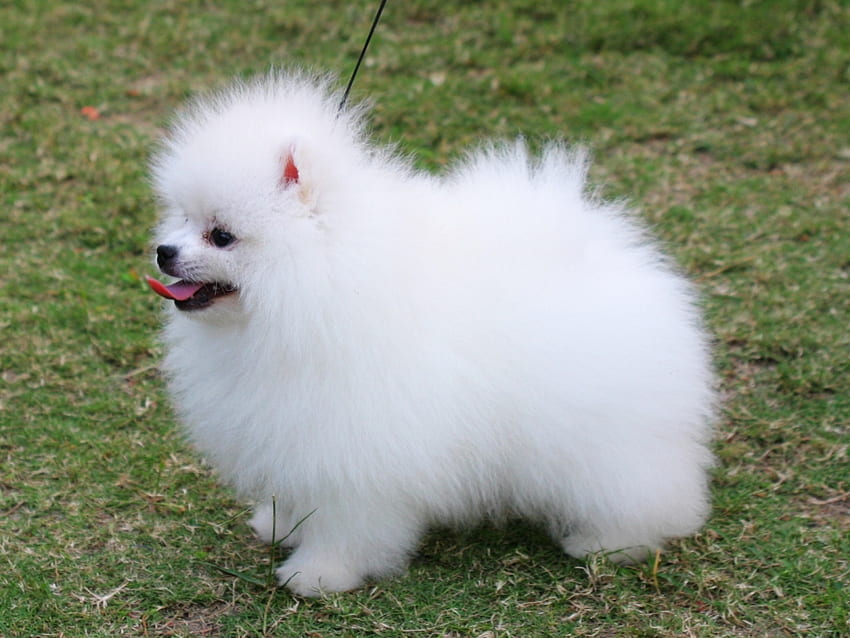 Pies Szpic Pomorski - Biały Pomeranian Yorkie Mix - Tapeta HD