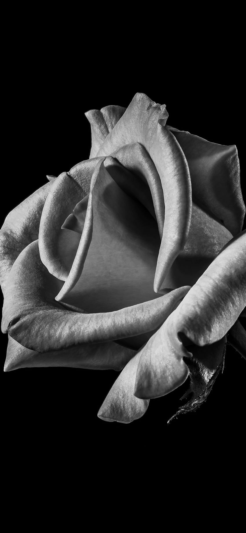 Flower Rose Bw Dark Beautiful Best Nature , Black and White Roses iPhone wallpaper ponsel HD