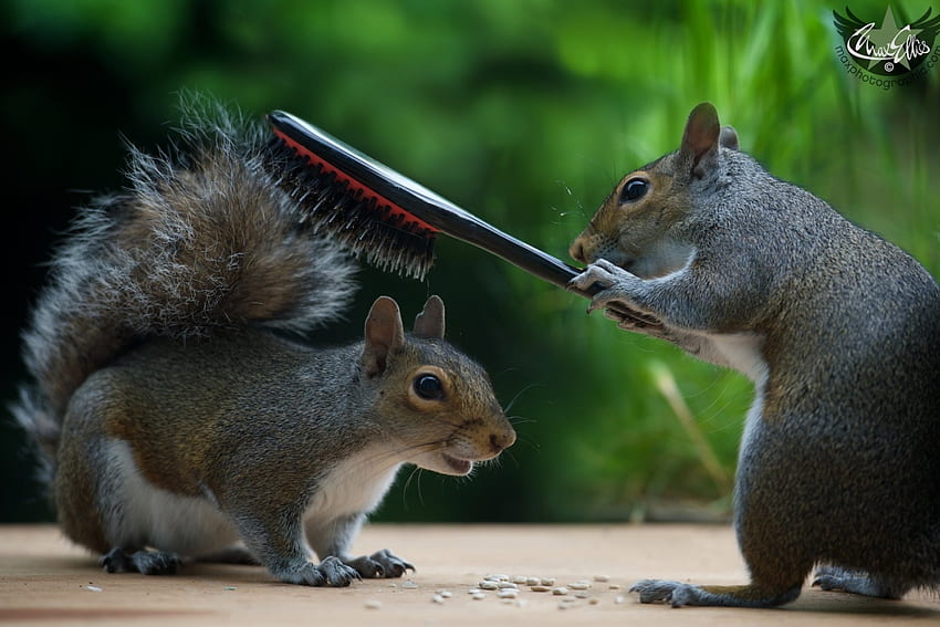 Now this is a fluffy tail!, animal, max ellis, cute, funny, squirrel, hair brush HD wallpaper