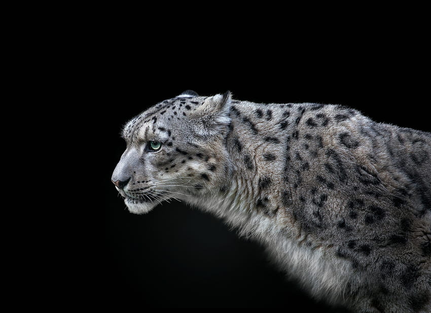 leopardo de las nieves, animal, pedro jarque, negro, blanco fondo de pantalla