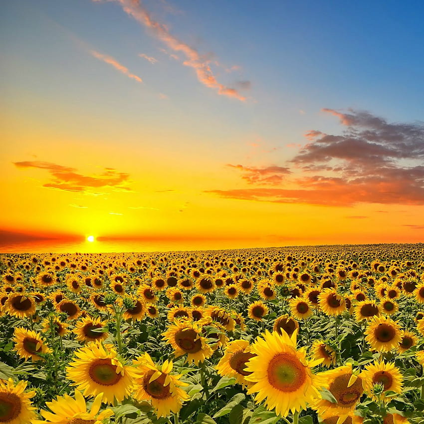 Sonnenuntergang über Sun-Blumen-Feld iPad HD-Handy-Hintergrundbild