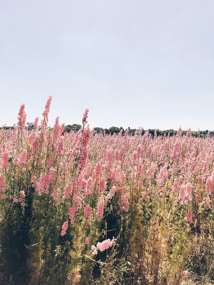 Hannah Cromwell • Instagram ve videolar. Doğa grafisi, Doğa estetiği, Çiçek estetiği, Pembe Doğa Estetiği HD telefon duvar kağıdı