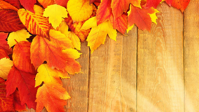 Orange and yellow maple leaves, wood board U , Orange Leaf HD wallpaper ...