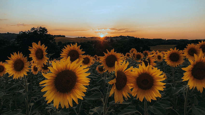sunflowers, flowers, yellow, field, sunset full , tv, f, background HD wallpaper