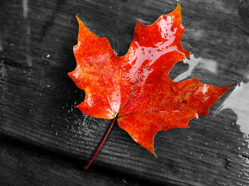 Maple Leaf . Red Maple, Canada Maple Leaf HD wallpaper