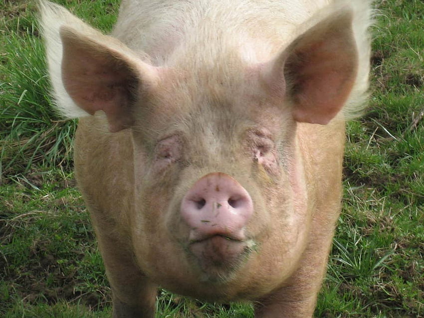 Funny Pig [] for your , Mobile & Tablet. Explore Piggy . Cute Pig , Pig , Pig, Cool Piggy HD wallpaper